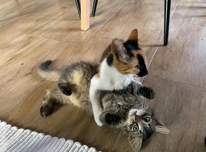 Kogelhuber Appartement *